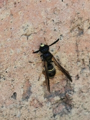 Symmorphus allobrogus