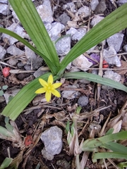 Hypoxis