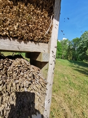 Symmorphus allobrogus