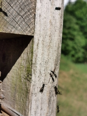 Symmorphus allobrogus