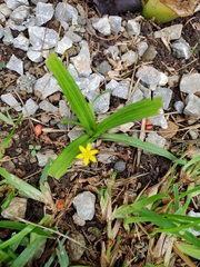 Hypoxis