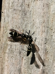 Symmorphus allobrogus