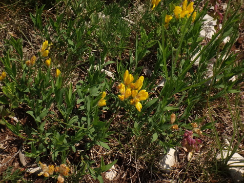 Image of Genista sericea by (c) Christian Berg, some rights reserved (CC BY)