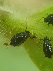 Brachycaudus lychnidis