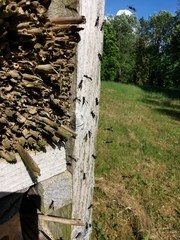 Symmorphus allobrogus