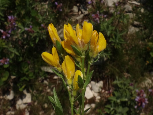 Image of Genista sericea by (c) Christian Berg, some rights reserved (CC BY)