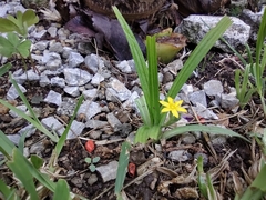 Hypoxis