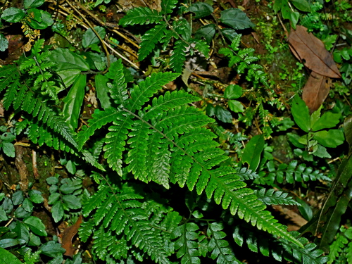 Thelypteris uraiensis iNat (3)