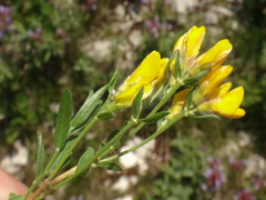Genista sericea