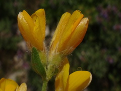 Genista sericea
