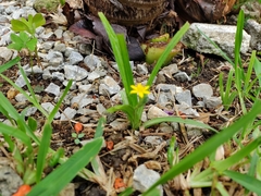 Hypoxis