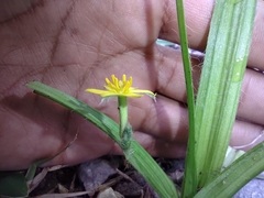 Hypoxis