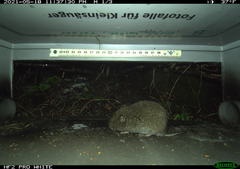 Microtus subterraneus