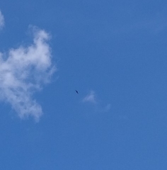 Buteo brachyurus