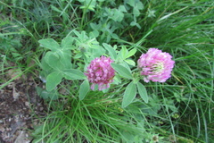 Trifolium pratense