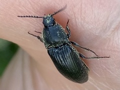 Melanotus punctolineatus