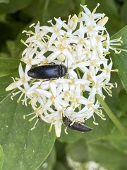 Melanotus punctolineatus