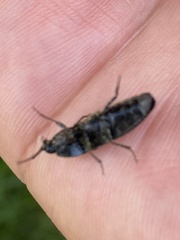 Melanotus punctolineatus