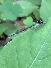 Enallagma exsulans