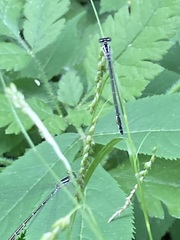 Enallagma exsulans
