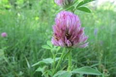 Trifolium pratense