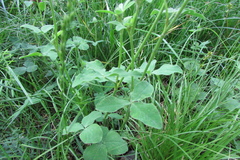 Trifolium pratense