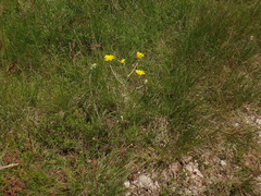 Crepis chondrilloides
