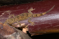 Hemidactylus mercatorius