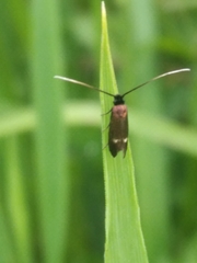Cauchas fibulella
