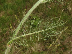 Crepis chondrilloides