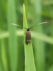 Cauchas fibulella