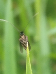 Cauchas fibulella