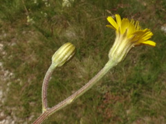 Crepis chondrilloides