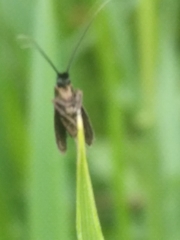 Cauchas fibulella