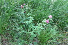 Trifolium pratense