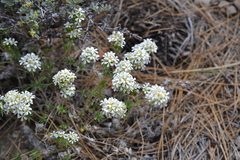 Leptosiphon nuttallii