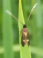 Cauchas fibulella