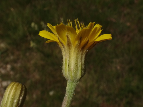 Crepis chondrilloides