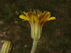 Crepis chondrilloides