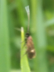 Cauchas fibulella