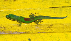 Phelsuma lineata