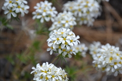 Leptosiphon nuttallii