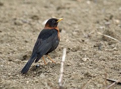 Turdus rufitorques