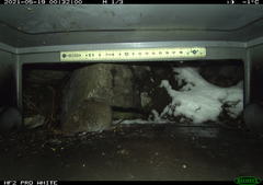 Microtus subterraneus