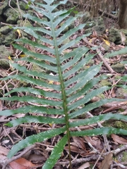Polypodium macaronesicum azoricum