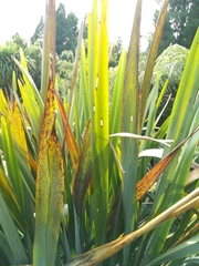 Orthoclydon praefectata