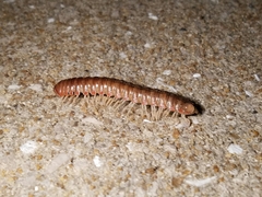 Dicellarius bimaculatus fictus