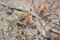 Phacelia bicolor
