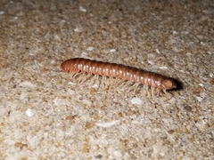 Dicellarius bimaculatus fictus