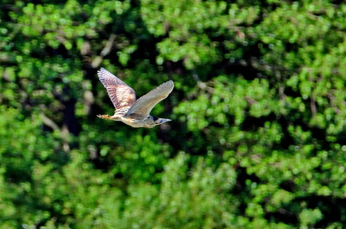 Avetoro común (Botaurus stellaris)